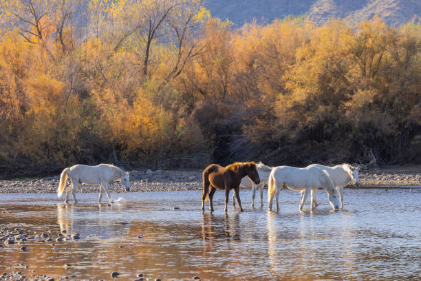 дикие лошади в солт-ривер, аризона - arizona wildlife стоковые фото и изображения