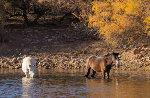 istock Wild Horses in the Salt River Arizona 1384859911