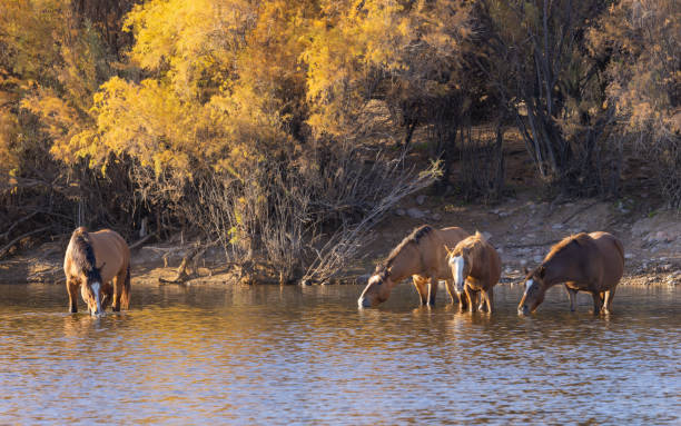 istock Wild Horses in the Salt River Arizona 1384860174