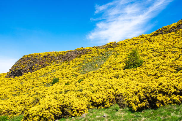istock Broom flowers at Arthur's Seat in Edinburgh 1384860225