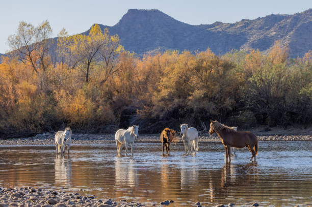 Wild Horses in the Salt River Arizona