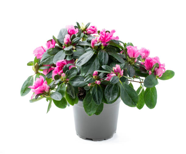 istock Beautiful pink blooming azalea in pot isolated on white 1384861328