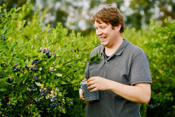 homme d’âge moyen cueillant des baies fraîches sur un champ de bleuets. l’homme cueille des baies bleues sur une ferme de verger biologique. les gens cultivent et jardinent. plaisir d’été en famille. aliments bio sains. - blueberry picking freshness berry photos et images de collection