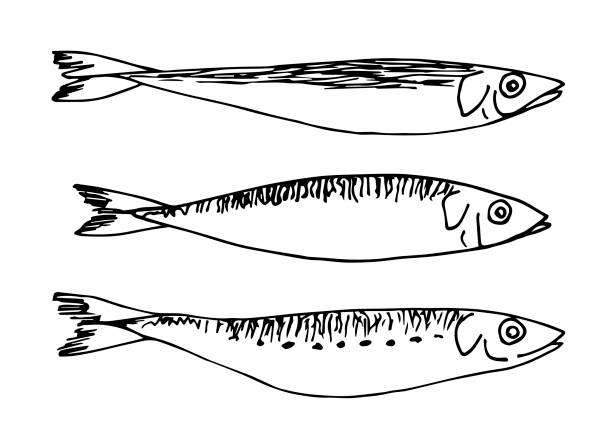 ilustraciones, imágenes clip art, dibujos animados e iconos de stock de dibujo vectorial simple dibujado a mano con contorno negro. pescado de mar, arenque, caballa. boceto en tinta. - minnow