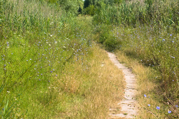istock Pathway between flowers and reed closeup with selective focus on foreground 1384861752