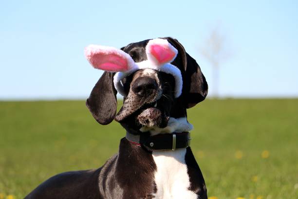 a funny head portrait of a great dane with easter bunny ears slipping from head in garden stock photo