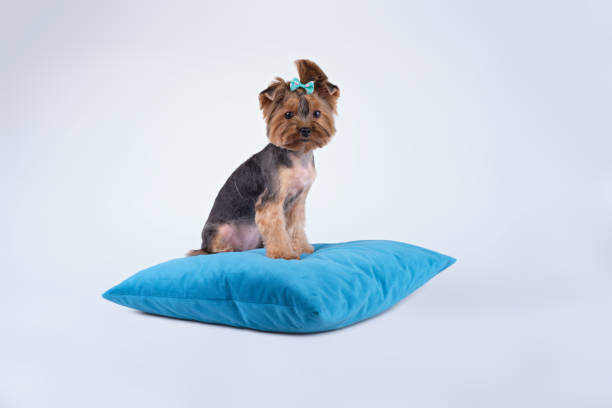 istock The Yorkshire Terrier lying on the pillow after grooming 1384862768