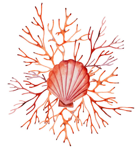 istock Watercolor arrangement made from red corals and seashell. Illustration bouquet 1384864826