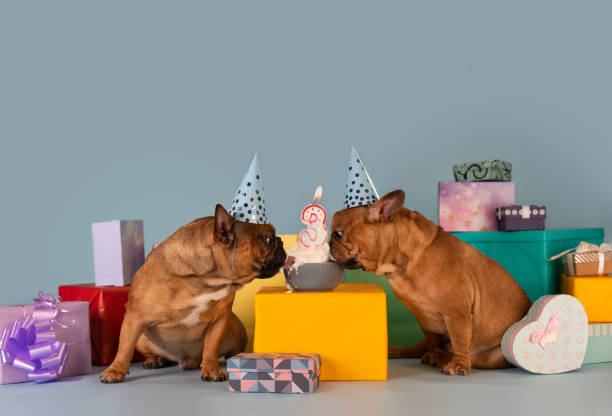 две французские бульдоги празднуют день рождения - happy birthday french bulldog стоковые фото и изображения