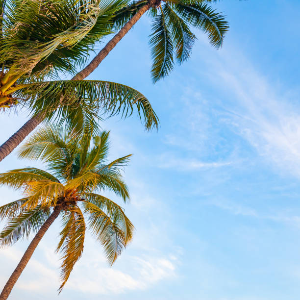 istock Palm trees on the tropical coast 1384865149
