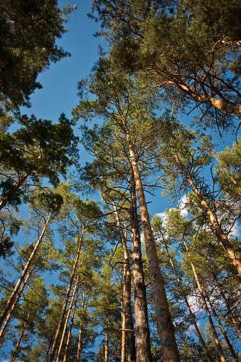 Tall pine trees in the forest against the sky. Natural background. Cover.
