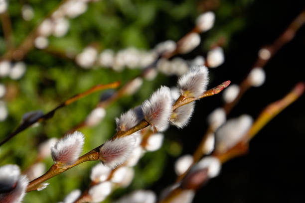 春のシンボルとして猫柳の枝のクローズアップ - goat willow ストックフォトと画像