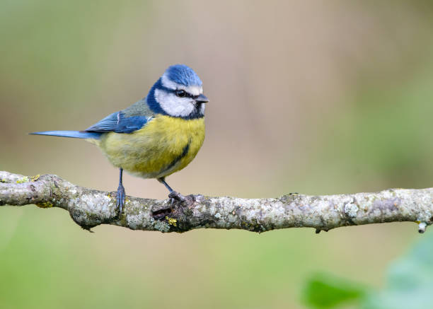 istock Small yellow and blue coloured Bluetit bird 1384868794