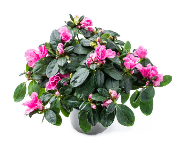 白で隔離されたポットで美しいピンクの咲くツツジ - azalea flower pot rhododendron isolated ストックフォトと画像