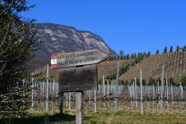 istock Vineyards around Caldaro in Southtyrol at early spring 1384869257