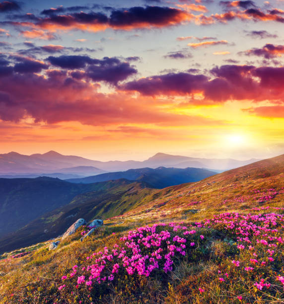 flower - mountain sunset heaven flower imagens e fotografias de stock