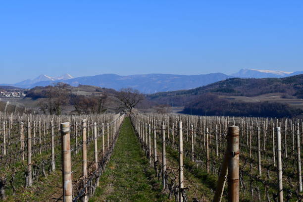 istock Vineyards around Caldaro in Southtyrol at early spring 1384869572