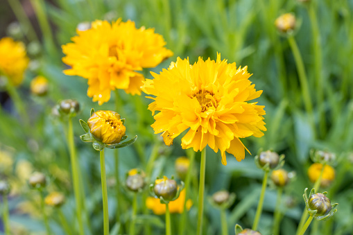 Coreopsis grandiflora 'Early Sunrise' in Eynsford, England