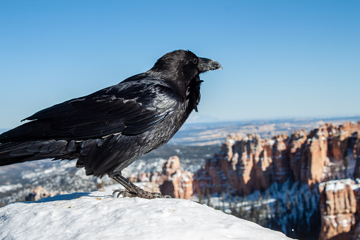 Raven watching over Bryce Canyon