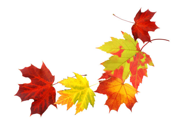 istock isolated autumn leaves decoration 1384870889