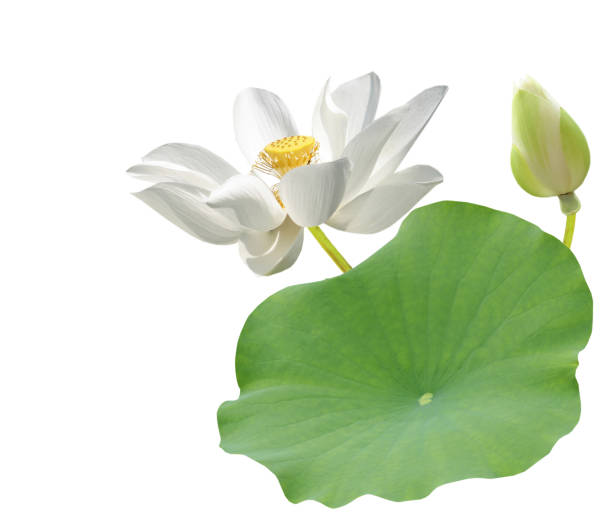 lotus (water lily) flower White lotus (water lily) flower white lotus stock pictures, royalty-free photos & images