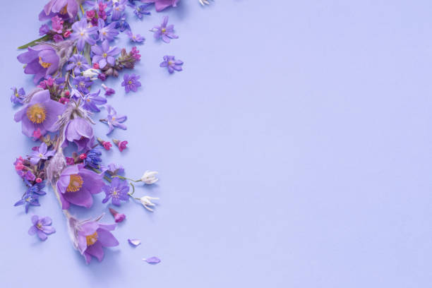 beautiful spring flowers on purple background stock photo