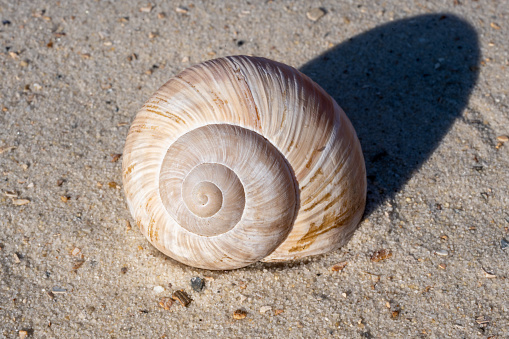 Beige and brownish spiral snail in the sand of a beach