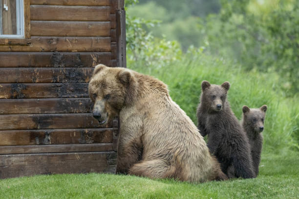 большая самка медведя гризли с двумя весенними детенышами рядом с хижиной - katmai national park стоковые фото и изображения