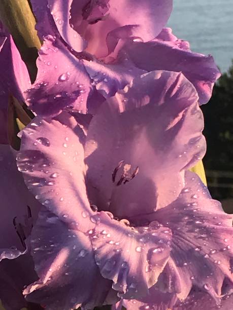 frescura de la lluvia - gladiolus single flower flower yellow fotografías e imágenes de stock