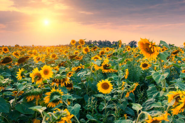 istock view of sunflower field 1384875972