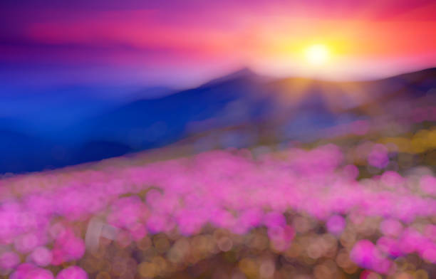 natural blurred background - mountain sunset heaven flower imagens e fotografias de stock