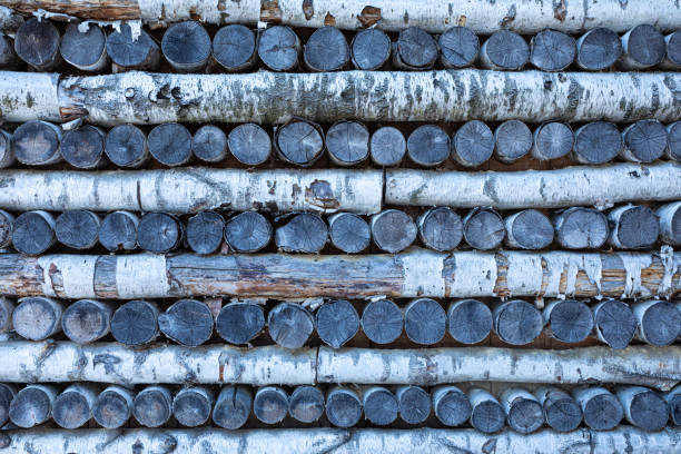 istock Original background or backdrop of stack of birch beams, trunks or logs 1384877349