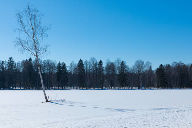 istock Alone tilted birch tree on the background of forest or park 1384877465