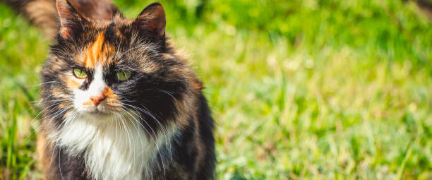 istock Fluffy domestic cat walks on spring grass. Pet for first time in nature. 1384877485