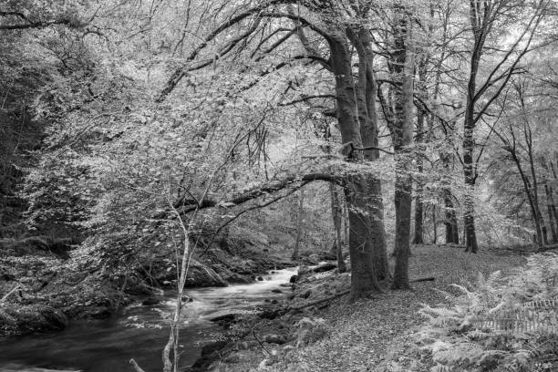 Long exposure of the East Lyn river flowing through the woods at Watersmeet in Exmoor National Park in autumn