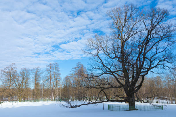 Snowy winter landscape