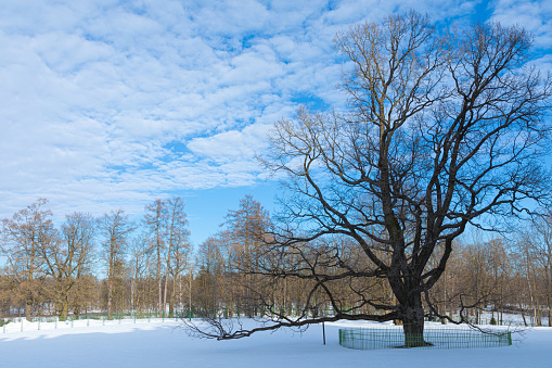 Beautiful bright and vivid landscape of winter or spring landscape of alone old oak tree on the background of forest or park with ice and snow in sunny weather