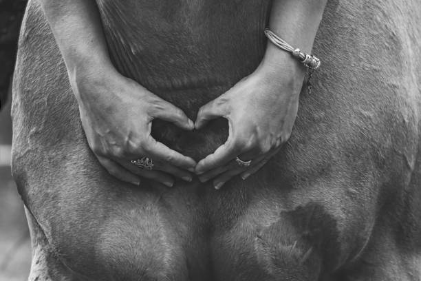 istock Heart horse detail 1384878606