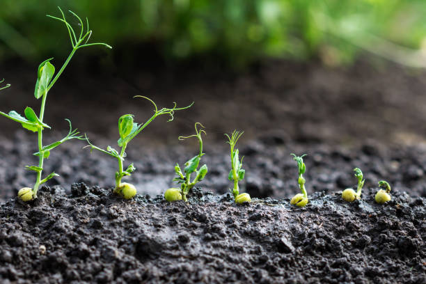 Green peas sprouts growing in the soil,  germinating  plant  seedlings in the farmer's garden stock photo