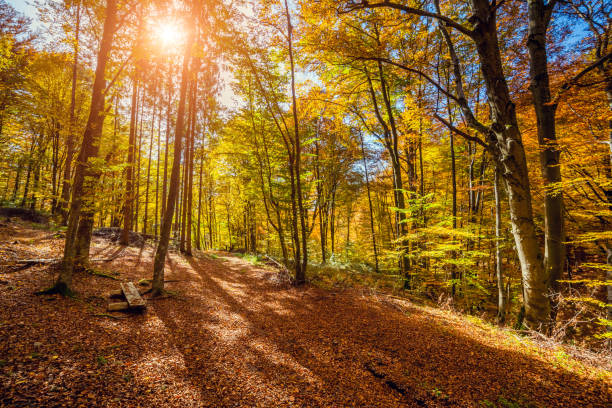 istock Majestic autumn landscape 1384881906