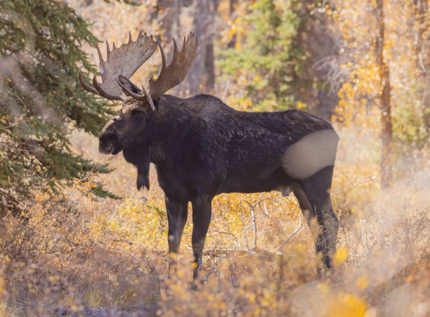 istock Bull Moose in Wyoming in Autumn 1384881985