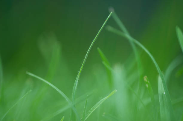 Artistic low angle shot of Kikuyu grass with a shallow depth of field to give a dreamy effect. Showing the inspiration of life and living