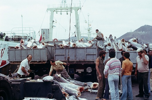 Las Palmas, Gran Canaria, Spain, 1975. Tuna being loaded onto trucks from a fishing boat at the port of Las Palmas. Also: fishermen and dock workers.