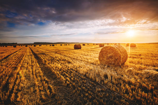 太陽の光で輝く夕暮れ時に黄色い干し草のベールを持つフィールド - round bale ストックフォトと画像