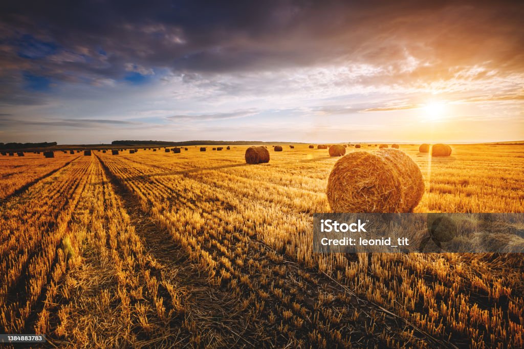 Field with yellow hay bales at twilight glowing by sunlight Majestic yellow field with round hay bales at twilight glowing by sunlight. Dramatic and picturesque morning scene. Location place Ukraine, Europe. Beauty world. Instagram toning effect. Bale Stock Photo