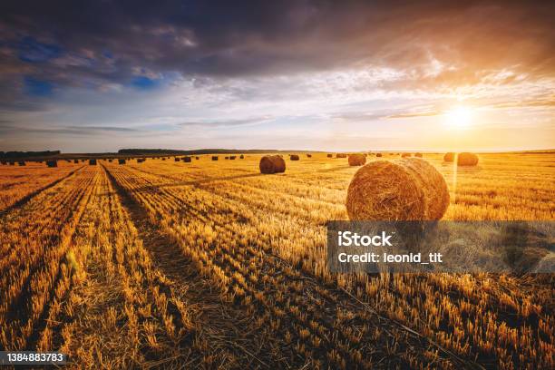 Field With Yellow Hay Bales At Twilight Glowing By Sunlight Stock Photo - Download Image Now