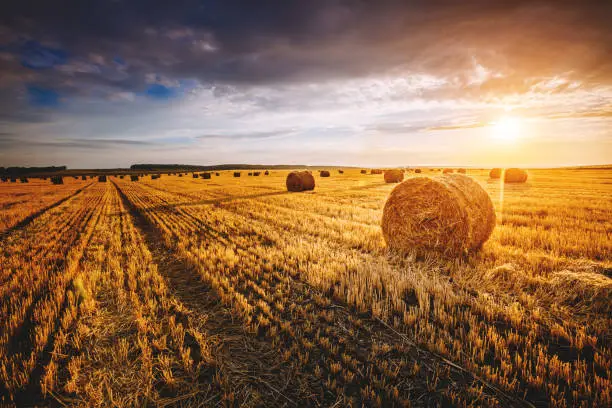 Photo of Field with yellow hay bales at twilight glowing by sunlight