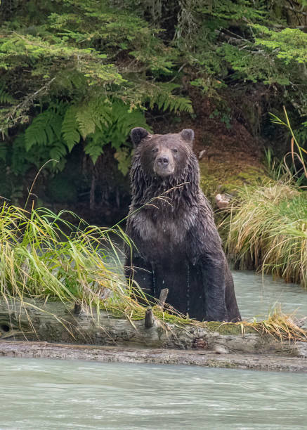 niedźwiedź brunatny stojący w rzece i patrzący na kamerę - lynn canal zdjęcia i obrazy z banku zdjęć