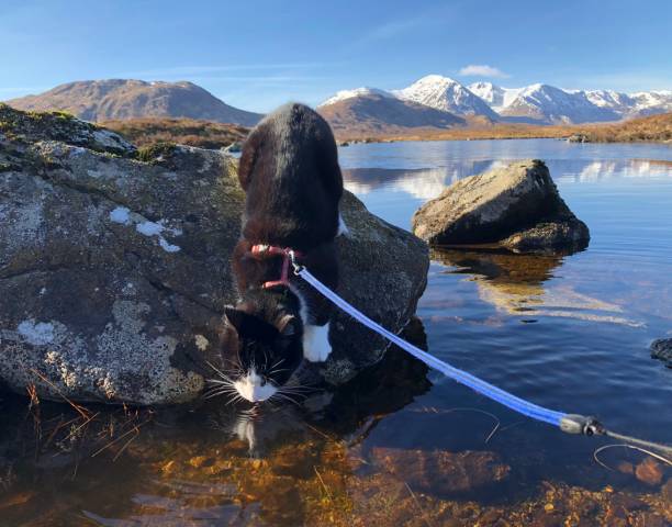 Lapping up the lochan stock photo