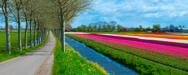 istock Tulips in Holland 1384886346